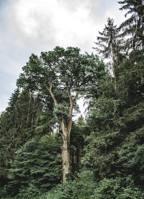 Cryptography Kaleidoscope wallpaper pattern — base photo: A serene view of a tall oak tree surrounded by dense green pine trees under a cloudy sky.