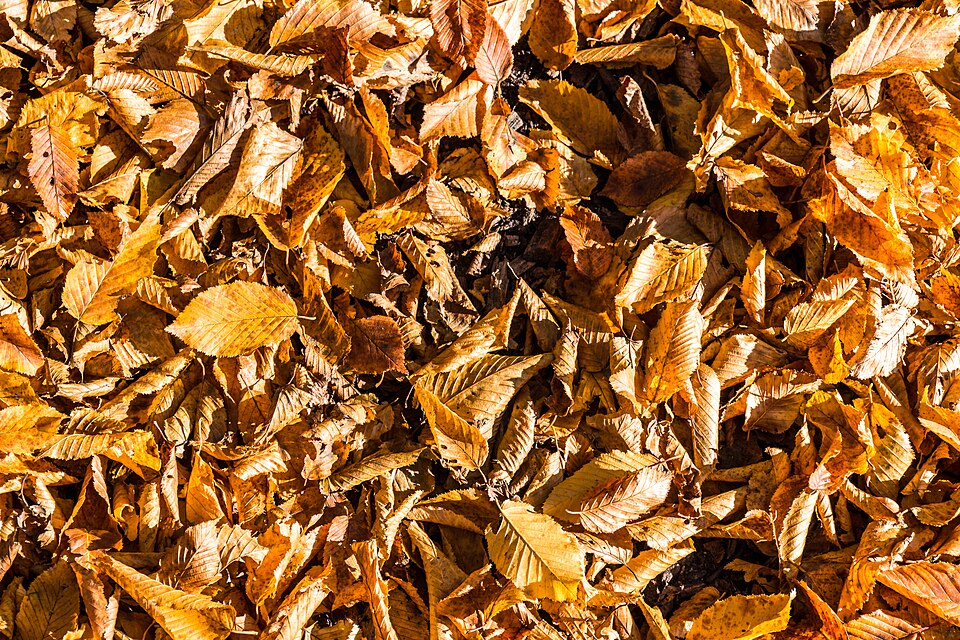 Botanics Kaleidoscope wallpaper pattern — base photo: Foliage (Fagus sylvatica) in the Sentmaring Park in autumn, Münster, North Rhine-Westphalia, Germany