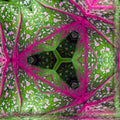 Botanics Hexagon wallpaper pattern