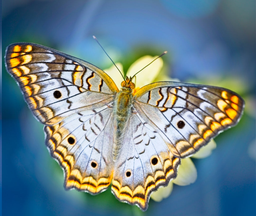 Entomology Diamond wallpaper pattern — base photo: brown and black butterfly in close up photography