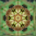 Botanics Kaleidoscope wallpaper pattern