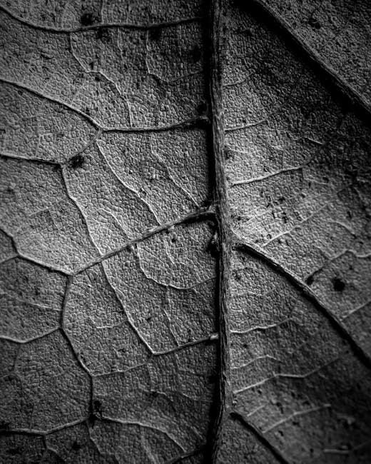 Black and white macro of leaf veins arranged in a hexagonal pattern, representing the Projective Plane Topology wallpaper. — base photo: A striking black and white macro photograph of leaf veins. The image emphasizes the intricate networ