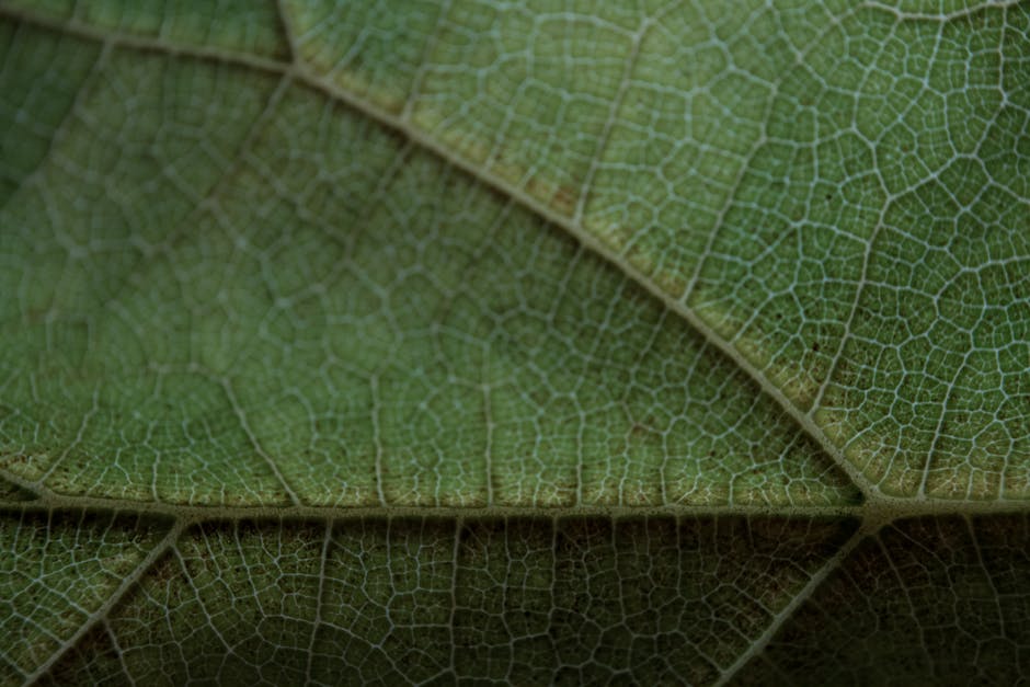 Seamless mirror wallpaper pattern — Biochemistry by wallpaper⁶ — base photo: Explore the intricate details of a green leaf's vein pattern in this macro shot, showcasing nature's