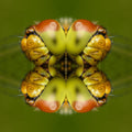 A symmetrical Mirror pattern of green and gold beetle wings, creating a kaleidoscopic entomological design.