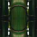 Botanics Mirror wallpaper pattern