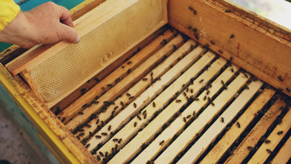 Seamless kaleidoscope wallpaper pattern — Geometry by wallpaper⁶ — base photo: Close-up of beekeeper managing honeycomb frame in wooden hive box with bees.