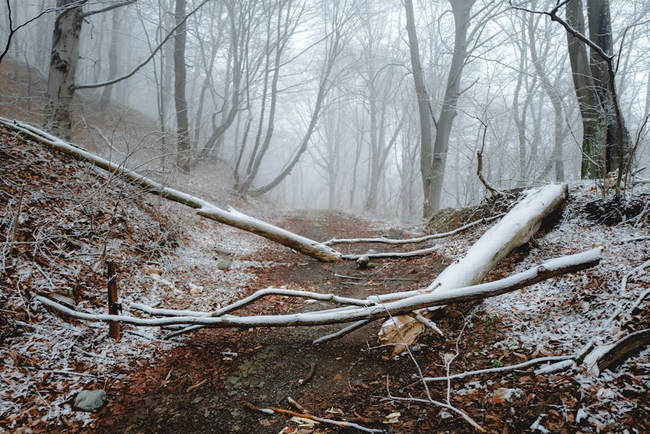 Algorithms Diamond wallpaper pattern — base photo: Quiet winter forest pathway with fallen snow-covered branches creating a serene and misty atmosphere