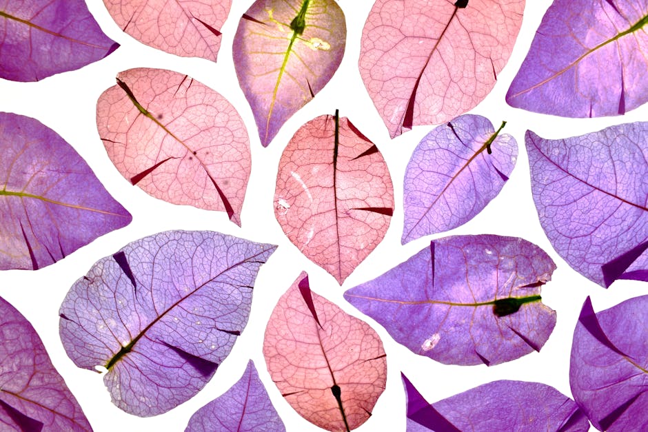 Botanics Wave wallpaper pattern — base photo: Colorful bougainvillea leaves arranged in a pattern on a white background.