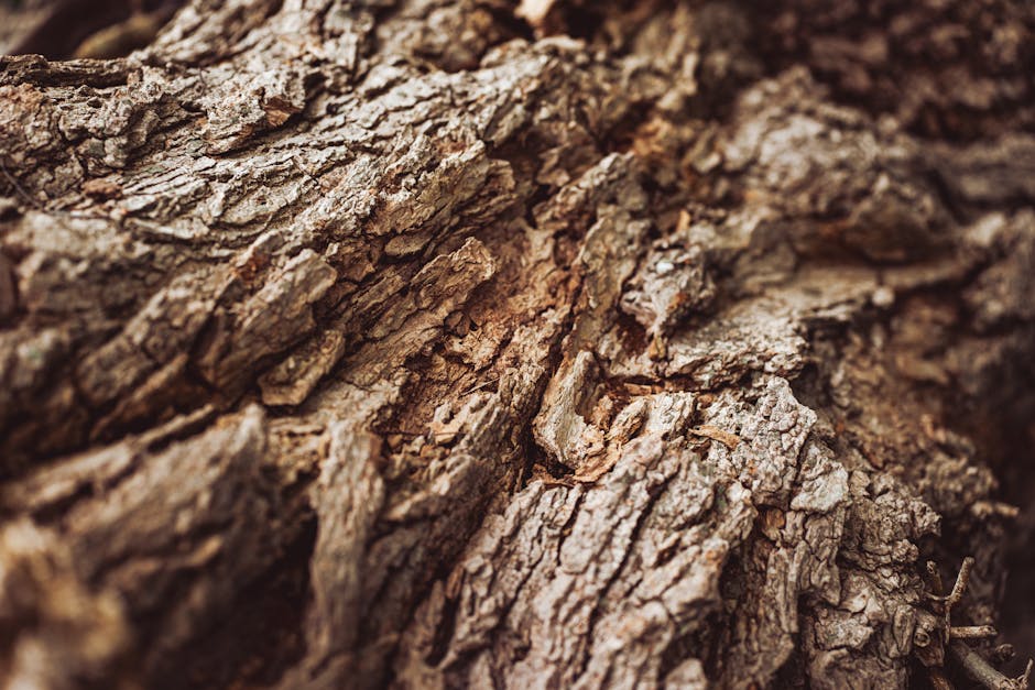 Entomology Kaleidoscope wallpaper pattern — base photo: Detailed close-up of rugged tree bark texture, showcasing natural patterns and earthy tones.