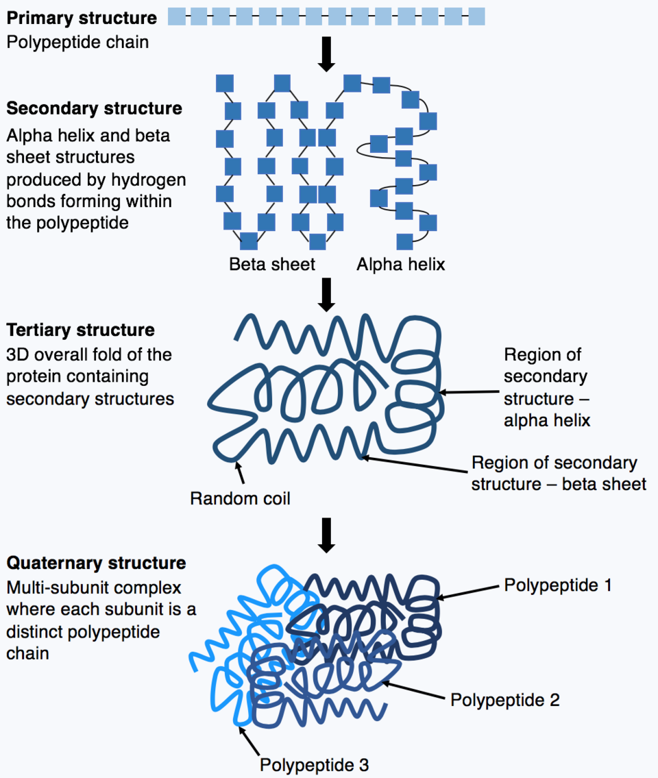 Seamless kaleidoscope wallpaper pattern — Biochemistry by wallpaper⁶ — base photo: File:Protein folding figure.png