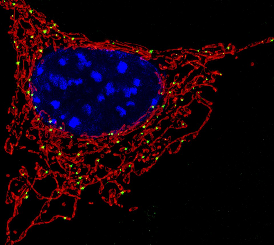 Seamless hex wallpaper pattern — Biochemistry by wallpaper⁶ — base photo: File:Fluorescent Mitochondria.jpg