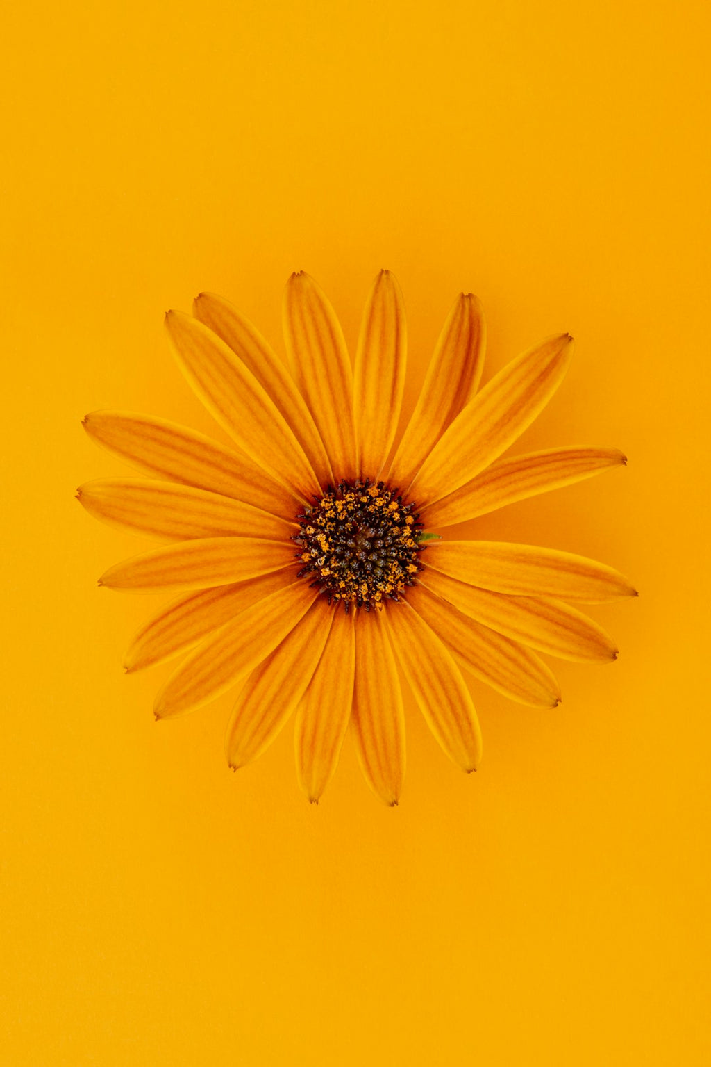 Botanics Hexagon wallpaper pattern — base photo: It's Spring and I'm enjoying the warmer weather and the gorgeous bright seasonal colours that are be