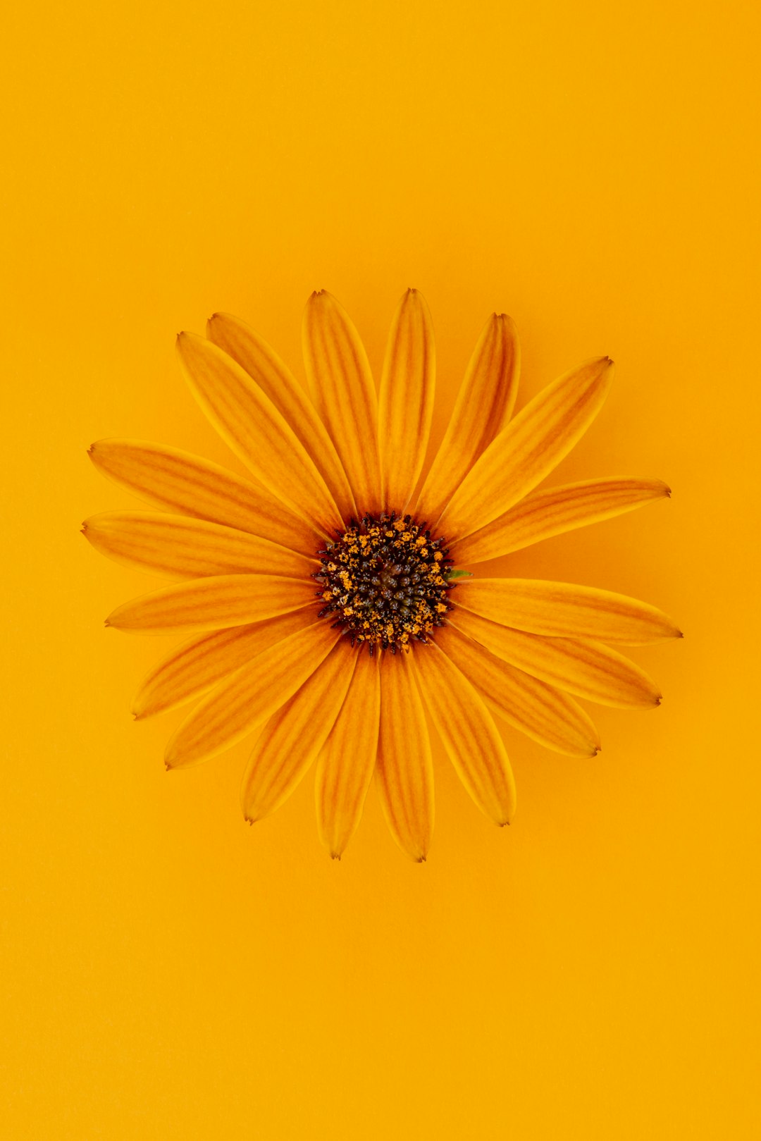 Botanics Hexagon wallpaper pattern — base photo: It's Spring and I'm enjoying the warmer weather and the gorgeous bright seasonal colours that are be