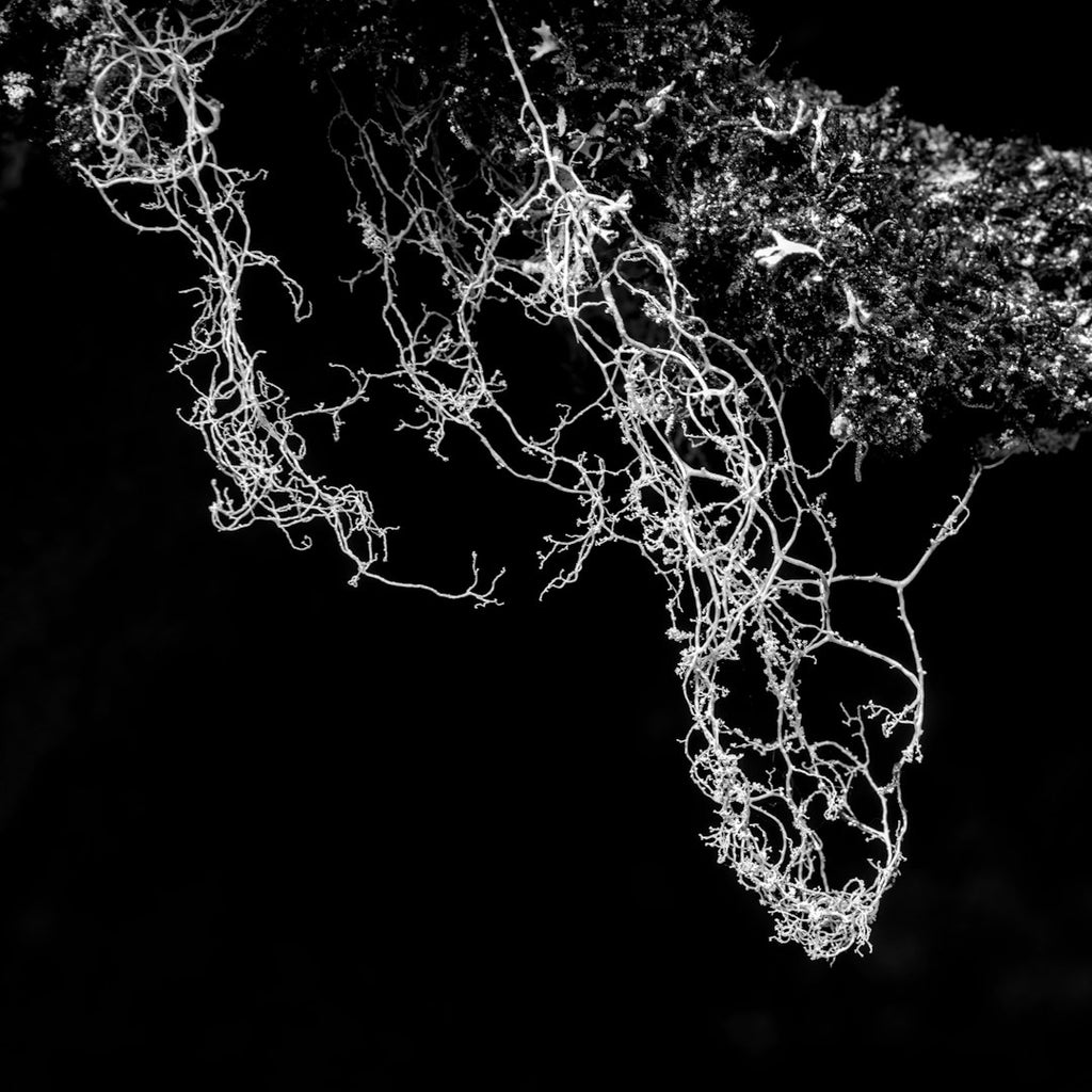 Seamless mirror wallpaper pattern — Medicine by wallpaper⁶ — base photo: Ramalina thrausta (Ach.) Nyl. LID-143955