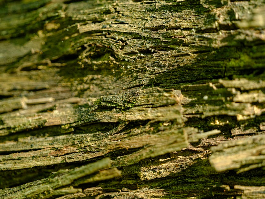Emotions Diamond wallpaper pattern — base photo: Detailed close-up of weathered tree bark showcasing rustic textures and natural patterns.