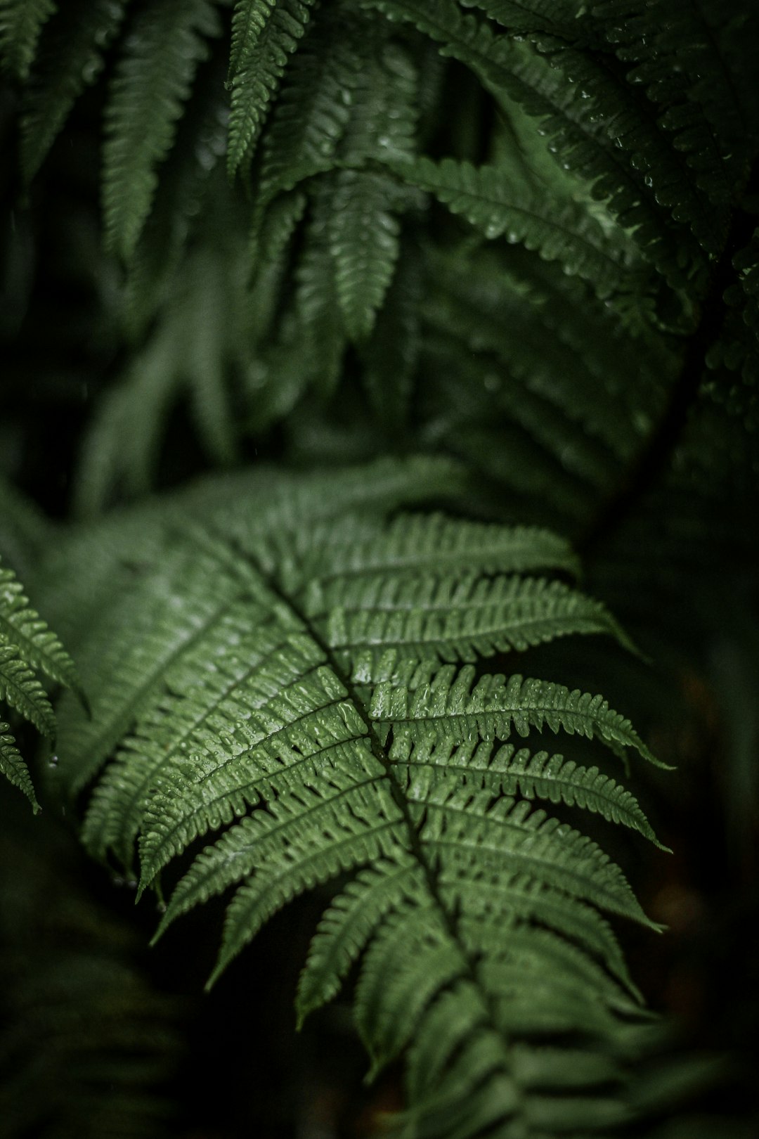 Botanics Wave wallpaper pattern — base photo: Ferns