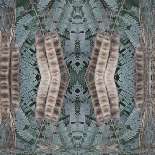 A seamless repeat pattern of mimosa seed pods with mirror symmetry, showcasing botanical elegance inspired by John Barnard's photography.