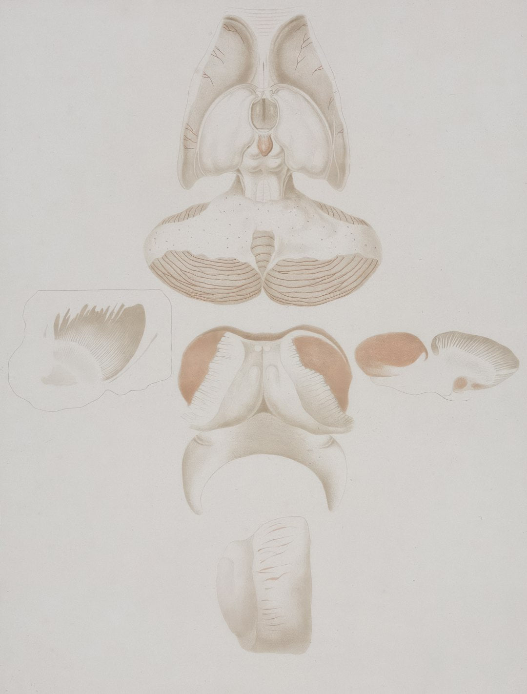Seamless hex wallpaper pattern — Medicine by wallpaper⁶ — base photo: Title: Section of the brain Creator: Briceau, Alexandre, (active 1770-1788) Date: 1770-1788 Providin