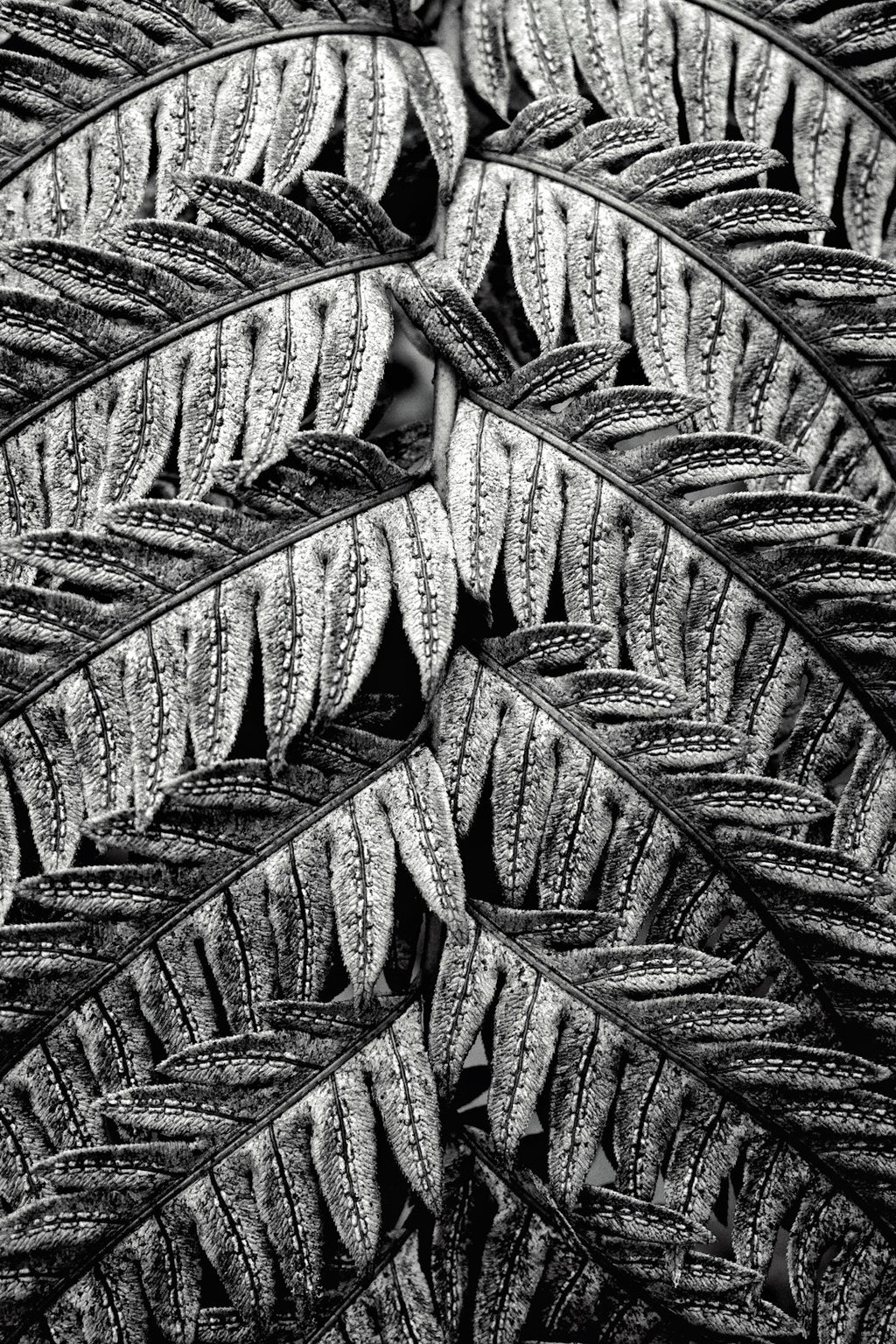 Botanics Wave wallpaper pattern — base photo: Fern frond
