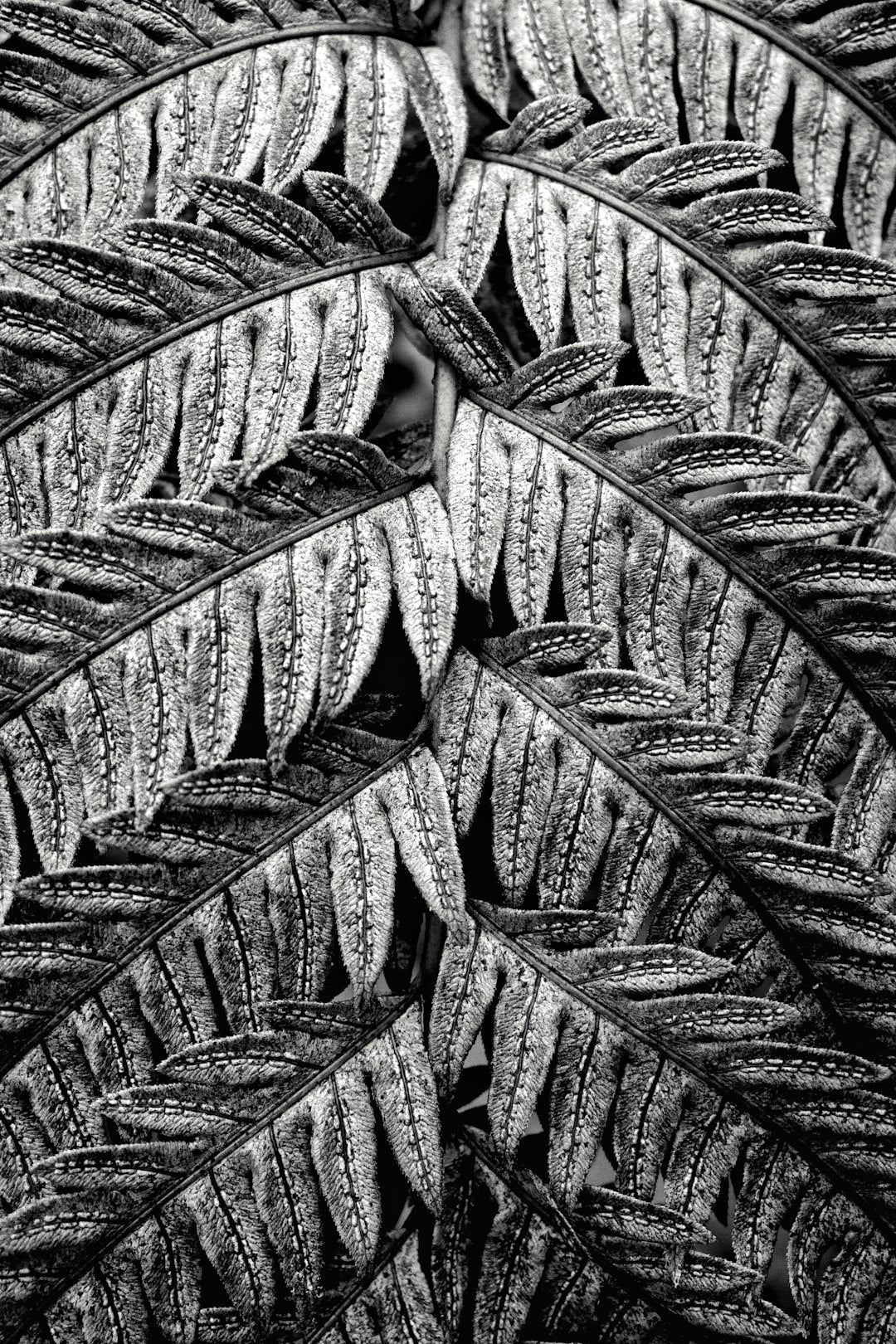 Botanics Wave wallpaper pattern — base photo: Fern frond