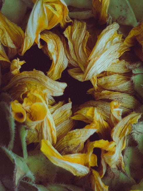 Seamless kaleidoscope wallpaper pattern — Geometry by wallpaper⁶ — base photo: Close-up of a withered sunflower showing vibrant yellow petals and intricate textures.