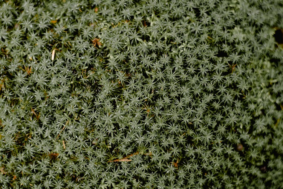 Algorithms Chevron wallpaper pattern — base photo: From above full frame of juniper polytrichum moss with green leaves growing in woodland