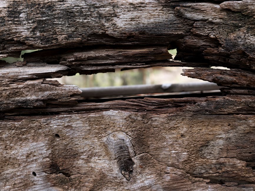 Topology Pinwheel wallpaper pattern — base photo: Close-up view of weathered wood showcasing natural texture and decay, perfect for rustic backgrounds