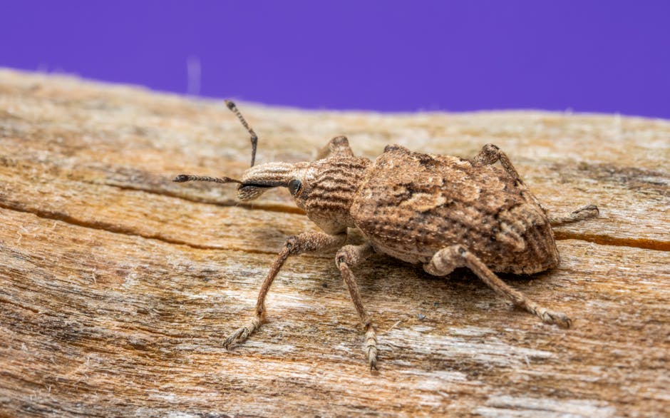 Chemistry Hexagon wallpaper pattern — base photo: Macro shot of a camouflaged weevil on wooden texture with a purple background.