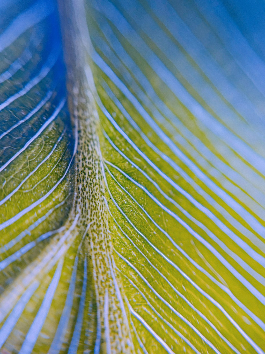 Botanics Mirror wallpaper pattern — base photo: a close up of a green and blue feather