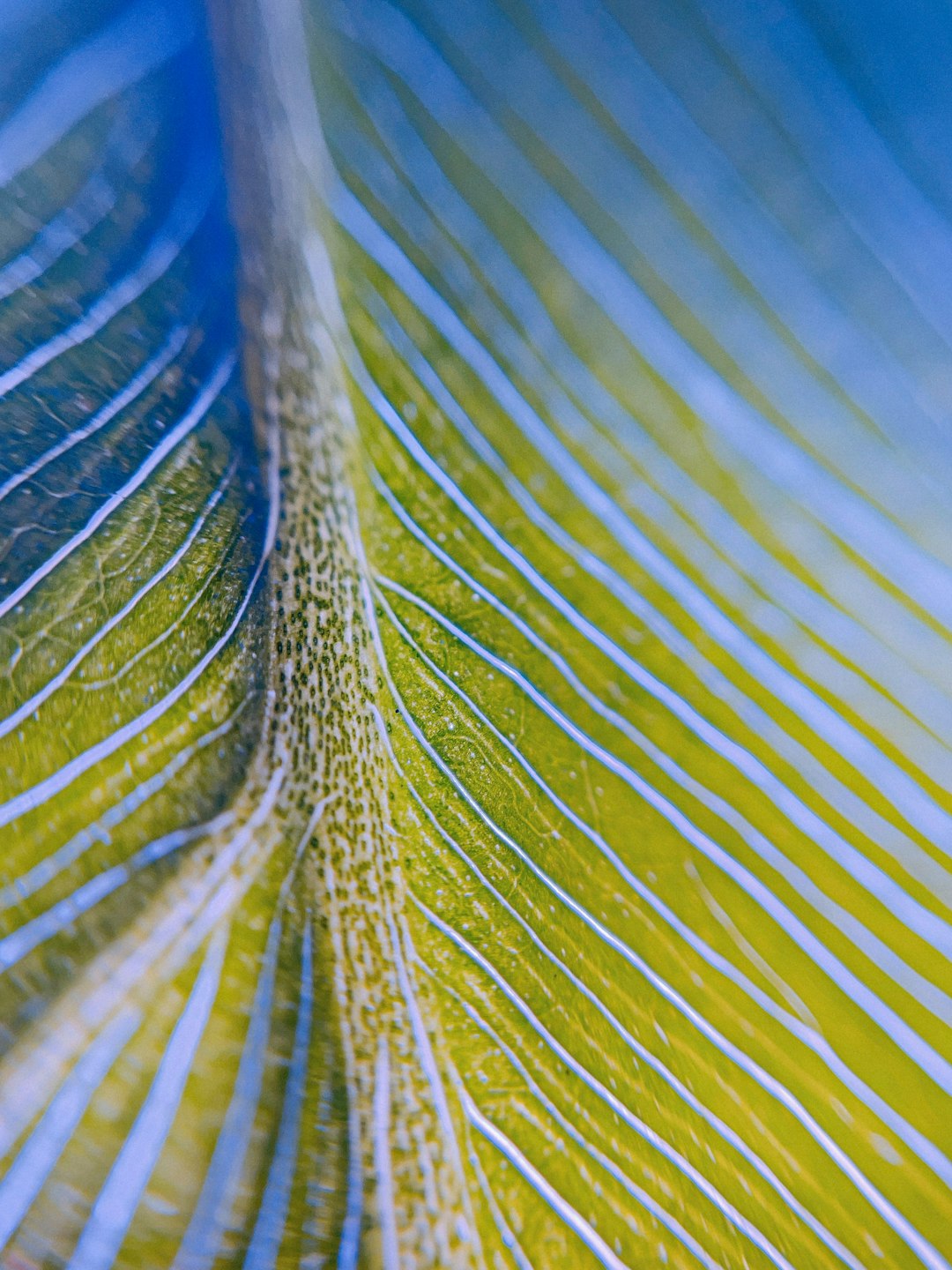 Botanics Mirror wallpaper pattern — base photo: a close up of a green and blue feather