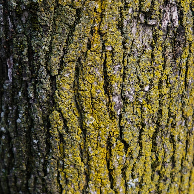 Cryptography Hexagon wallpaper pattern — base photo: Close-up view of a moss-covered tree bark texture showcasing nature's intricate patterns.