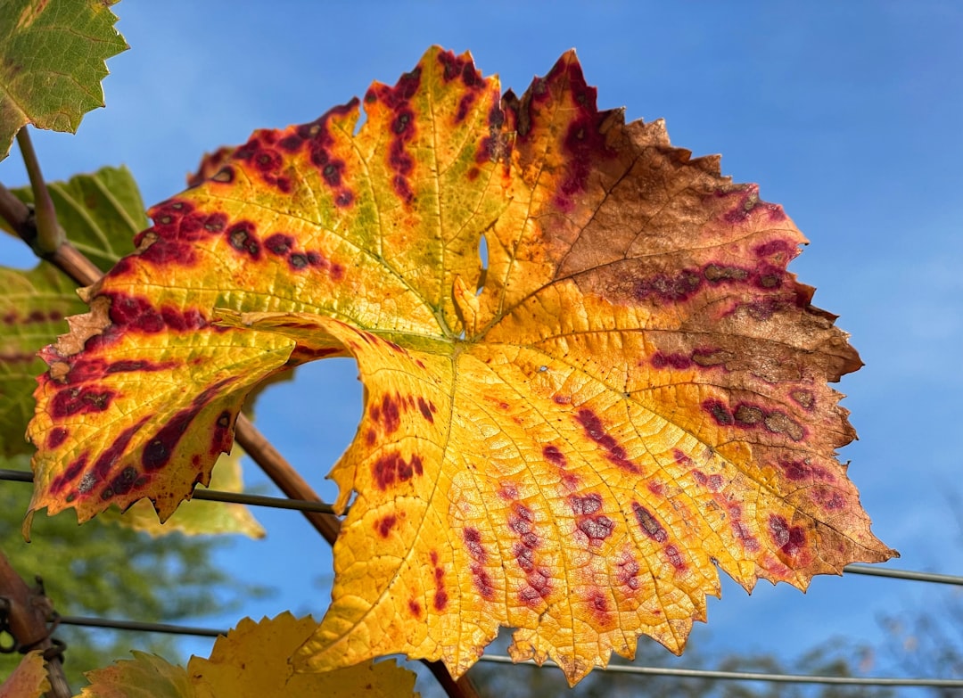 Botanics Kaleidoscope wallpaper pattern — base photo: Whine yards in autumn colors