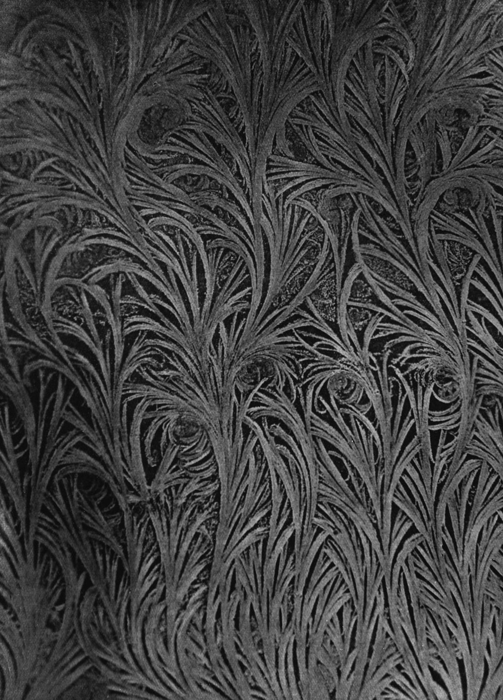 Portraits Kaleidoscope wallpaper pattern — base photo: Snow Crystals, 1912 - 1926, by James McDonald. Te Papa (MU000523/005/0271). https://collections.tepa