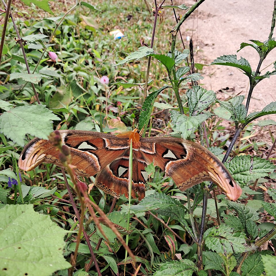 Entomology Hexagon wallpaper pattern — base photo: File:Atlas moth captured on camera.jpg