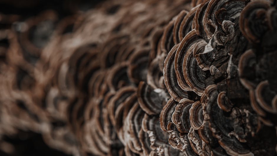 Molecular Physics Diamond wallpaper pattern — base photo: Detailed macro shot of brown fungi growing on wood, highlighting textures and earthy tones.
