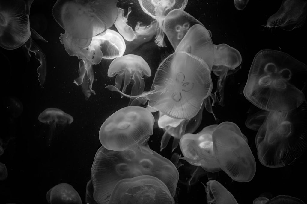 A beautiful pattern of jellyfish swimming in water, created using mirror symmetry, for wallpaper⁶. — base photo: A captivating underwater scene showcasing a cluster of translucent jellyfish suspended in clear blue