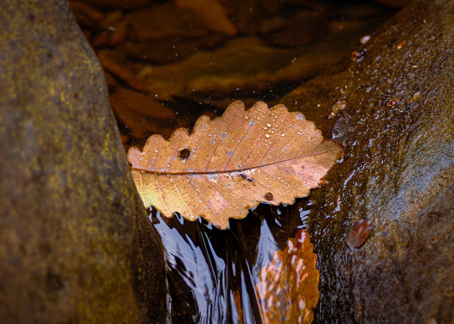 Botanics Hexagon wallpaper pattern — base photo: Close-up of a fallen leaf with water droplets in a Jendouba stream, showcasing autumn's essence.