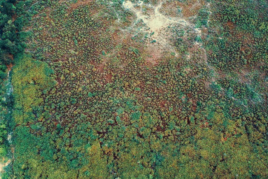Seamless mirror wallpaper pattern — Cartography by wallpaper⁶ — base photo: Top-down aerial view showcasing a forest with dense moss and vegetation.
