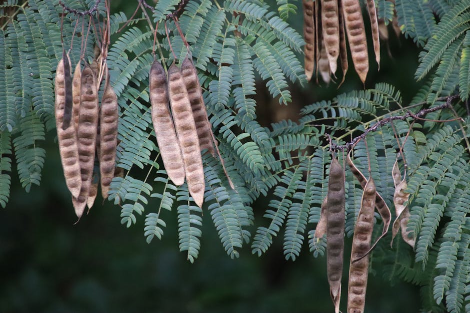 A seamless repeat pattern of mimosa seed pods with mirror symmetry, showcasing botanical elegance inspired by John Barnard's photography. — base photo: A close-up view of several delicate seed pods, gracefully suspended from a slender mimosa tree branc