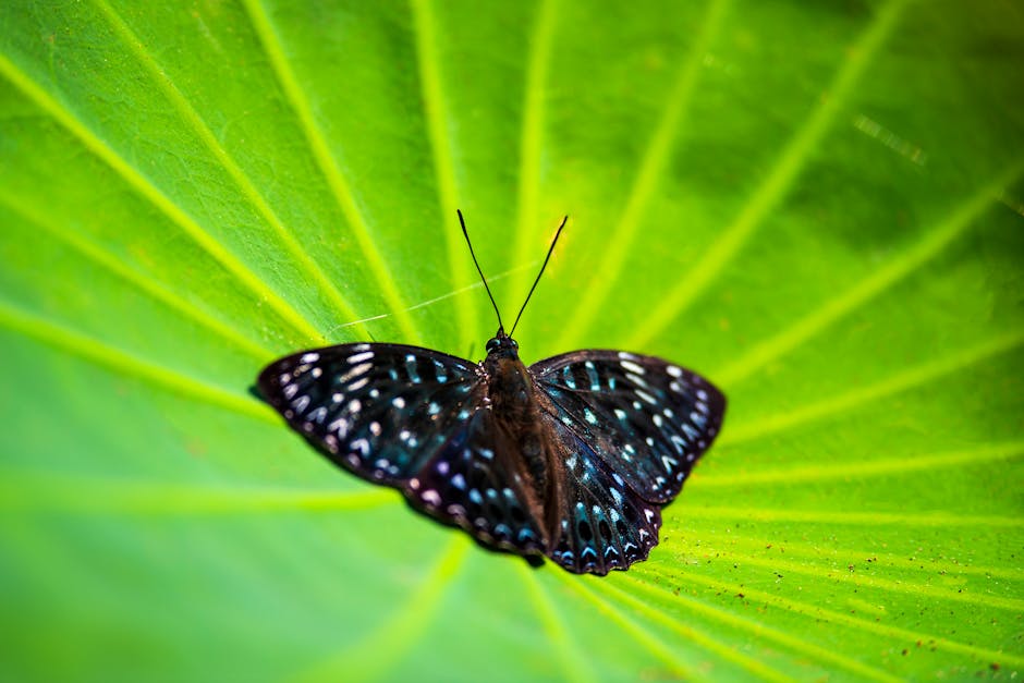 Entomology Mirror wallpaper pattern — base photo: Close-up of a blue butterfly on a vibrant green leaf in Taiwan's natural setting.
