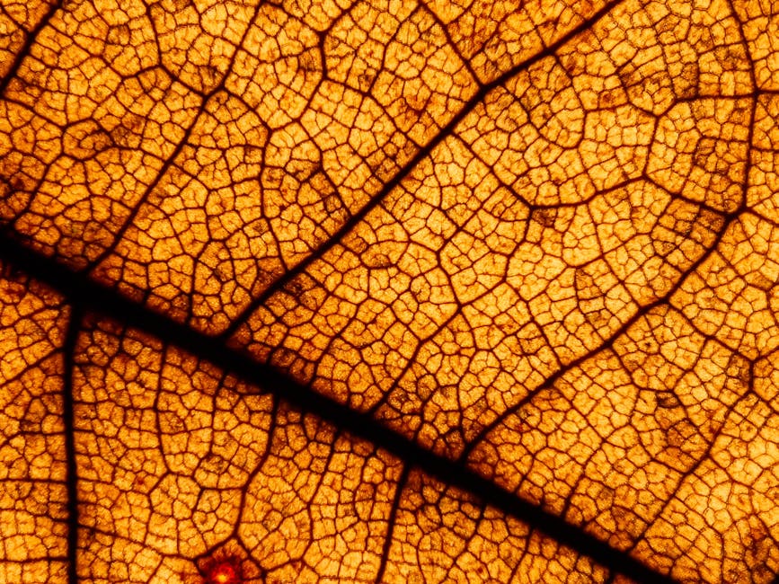 Biology Kaleidoscope wallpaper pattern — base photo: Close-up view of a leaf highlighting intricate vein patterns and textures in warm tones.