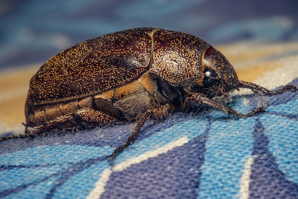 Entomology Kaleidoscope wallpaper pattern — base photo: This May Beetle was caught relaxing on the covers of a massage chair.