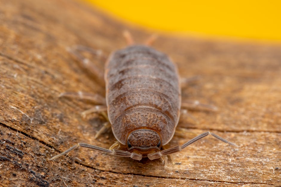 Seamless kaleidoscope wallpaper pattern — Geometry by wallpaper⁶ — base photo: Extreme close-up of a woodlouse on natural wood texture, highlighting its features.