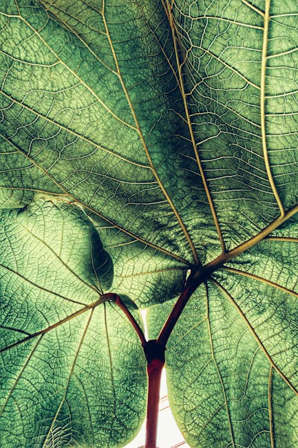 Portraits Kaleidoscope wallpaper pattern — base photo: Detailed macro shot of a large green leaf highlighting the intricate vein patterns.