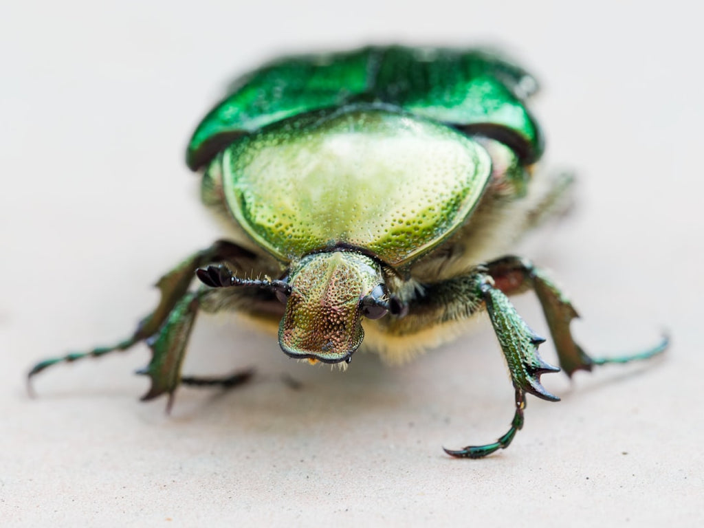 Entomology Pinwheel wallpaper pattern — base photo: a close up of a green bug on a white surface