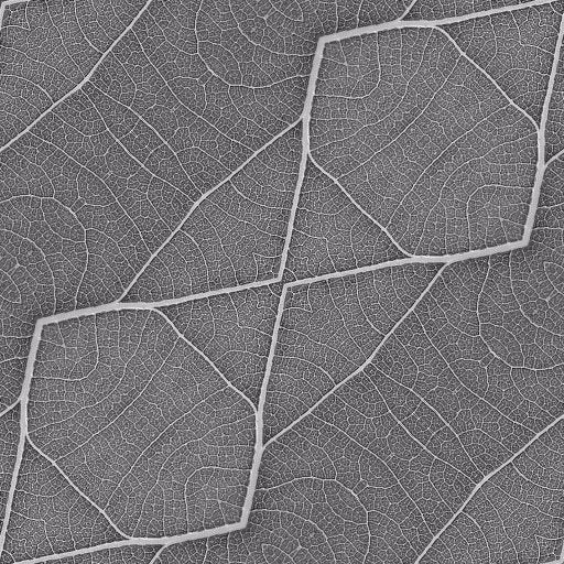 Close-up view of an organic structure pattern with intricate vein-like details in a diamond repeat, suitable for wallpaper.