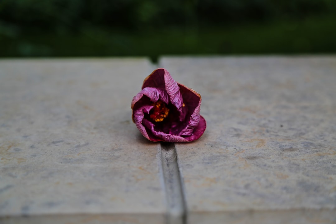 Seamless diamond wallpaper pattern — Origami by wallpaper⁶ — base photo: pink flower