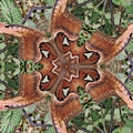 Entomology Hexagon wallpaper pattern