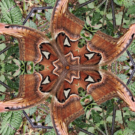 Entomology Hexagon wallpaper pattern