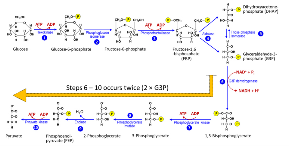 Seamless mirror wallpaper pattern — Biochemistry by wallpaper⁶ — base photo: File:Glycolysis pathway 2.png